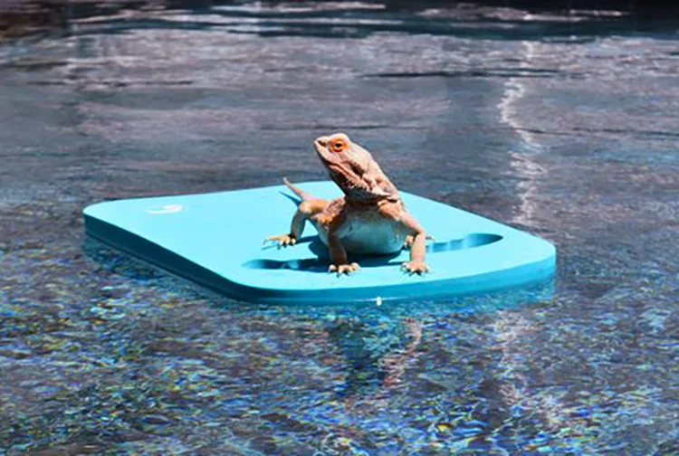 Andarna the Golden Dragon – Sea Dragons Swim School Mascot